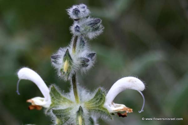 Israel flowers